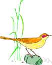 Motacilla - type genus of the Motacillidae: wagtails