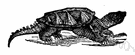 common snapping turtle - large-headed turtle with powerful hooked jaws found in or near water