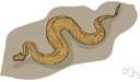 Masticophis flagellum - a whipsnake of southern United States and Mexico