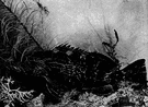 Mycteroperca bonaci - large dark grouper with a thick head and rough scales