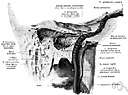 tympanic bone