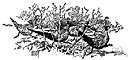 underbrush - the brush (small trees and bushes and ferns etc.) growing beneath taller trees in a wood or forest