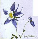 Aquilegia caerulea - columbine of the Rocky Mountains having long-spurred blue flowers