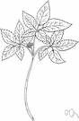 Panax pseudoginseng - Chinese herb with palmately compound leaves and small greenish flowers and forked aromatic roots believed to have medicinal powers