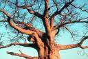 Adansonia - baobab