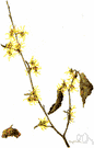 Hamamelis virginiana - common shrub of eastern North America having small yellow flowers after the leaves have fallen