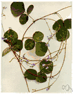 beggar lice - any of various tropical and subtropical plants having trifoliate leaves and rough sticky pod sections or loments