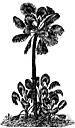 miniature fan palm - small graceful palm with reedlike stems and leaf bases clothed with loose coarse fibers