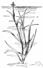 mud plantain - grassy-leaved North American aquatic plant with yellow star-shaped blossoms