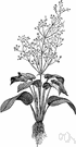 Alisma - small genus of aquatic or semiaquatic plants