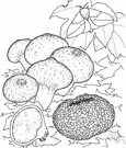 Truncocolumella - a genus of fungi belonging to the family Rhizopogonaceae