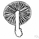 Agaricaceae - large family including many familiar mushrooms