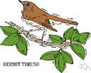 hermit thrush