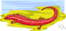 red eft - red terrestrial form of a common North American newt