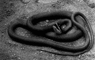 black rat snake - large harmless shiny black North American snake