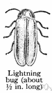 firefly - nocturnal beetle common in warm regions having luminescent abdominal organs