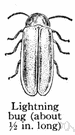 lightning bug - nocturnal beetle common in warm regions having luminescent abdominal organs