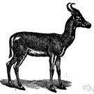 genus Dama - fallow deer