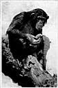 ape - any of various primates with short tails or no tail at all