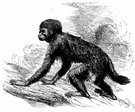 genus Cacajao - uakaris