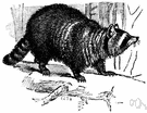 common racoon - North American raccoon