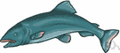 Salmo - type genus of the Salmonidae: salmon and trout