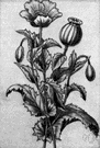 Papaver somniferum - southwestern Asian herb with greyish leaves and white or reddish flowers