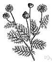 corn chamomile - European white-flowered weed naturalized in North America