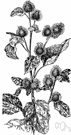 Arctium minus - a plant that is ubiquitous in all but very acid soil