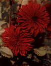 dahlia - any of several plants of or developed from the species Dahlia pinnata having tuberous roots and showy rayed variously colored flower heads