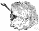 Gossypium - herbs and shrubs and small trees: cotton