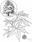 sweet gum - aromatic exudate from the sweet gum tree