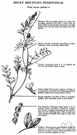 Hedysarum - genus of herbs of north temperate regions