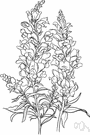 Antirrhinum coulterianum - California plant with slender racemes of white flowers