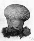 genus Calvatia - genus of puffballs having outer casings whose upper parts break at maturity into angular pieces to expose the spores