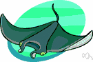 Mobula hypostoma - small manta (to 4 feet) that travels in schools