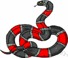 suborder Ophidia - snakes