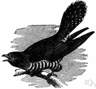 Cuculus canorus - common cuckoo of Europe having a distinctive two-note call