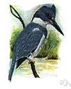 Alcedinidae - kingfishers
