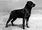 Rottweiler - German breed of large vigorous short-haired cattle dogs