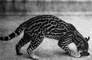 ocelot - nocturnal wildcat of Central America and South America having a dark-spotted buff-brown coat