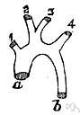 ascending aorta - the ascending part of the aorta as it emerges from the left ventricle