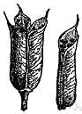 tubular cavity - a cavity having the shape of a tube