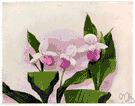 showy lady slipper - pale pink wild orchid of northeastern America having an inflated pouchlike lip