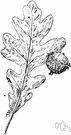 mossy-cup oak - medium to large deciduous oak of central and eastern North America with ovoid acorns deeply immersed in large fringed cups