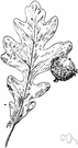 mossycup oak - medium to large deciduous oak of central and eastern North America with ovoid acorns deeply immersed in large fringed cups