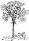 Dutch elm - any of various hybrid ornamental European shade trees ranging from dwarf to tall