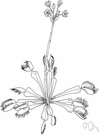 Dionaea - a genus of the family Droseraceae