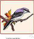 Lanius excubitor - a common European butcherbird