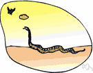 Sonora semiannulata - small shy brightly-ringed terrestrial snake of arid or semiarid areas of western North America